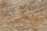 Devonian Petrified Wood From Oklahoma - Oldest True Wood #198027-1